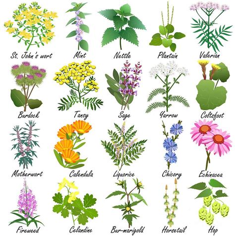 Herbs and arts - The new Kew guide to planting and cultivating herbs features 12 easy and inspiring projects as well as detailed information on 80 of the most important species to grow, all accompanied by Kew's beautiful botanical illustrations.
